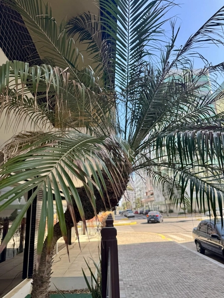 Apartamento dois dormitórios sendo uma suíte prédio com infra: 4ª foto da galeria de imagens do imóvel