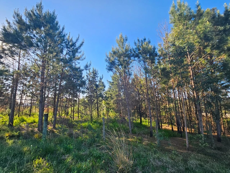 Chácara em Área Urbana Lages : 16ª foto da galeria de imagens do imóvel