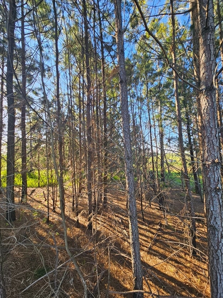 Chácara em Área Urbana Lages : 14ª foto da galeria de imagens do imóvel