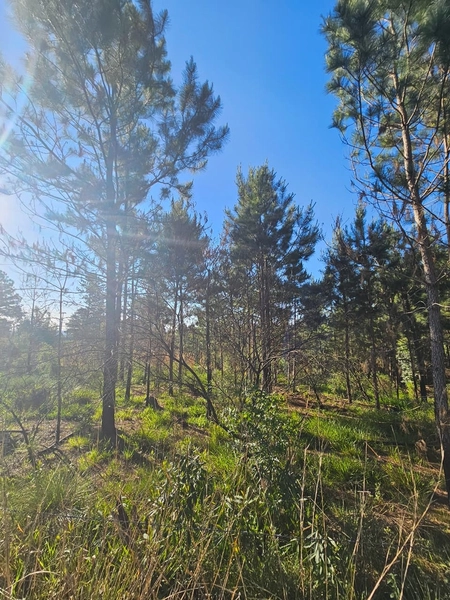 Chácara em Área Urbana Lages : 13ª foto da galeria de imagens do imóvel