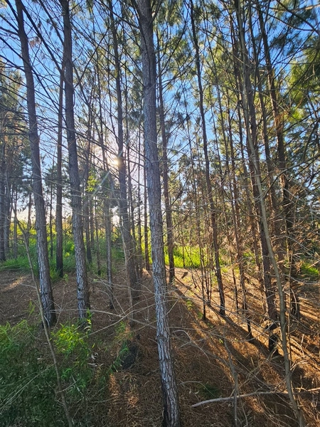 Chácara em Área Urbana Lages : 12ª foto da galeria de imagens do imóvel
