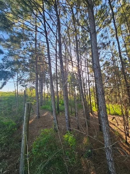 Chácara em Área Urbana Lages : 15ª foto da galeria de imagens do imóvel