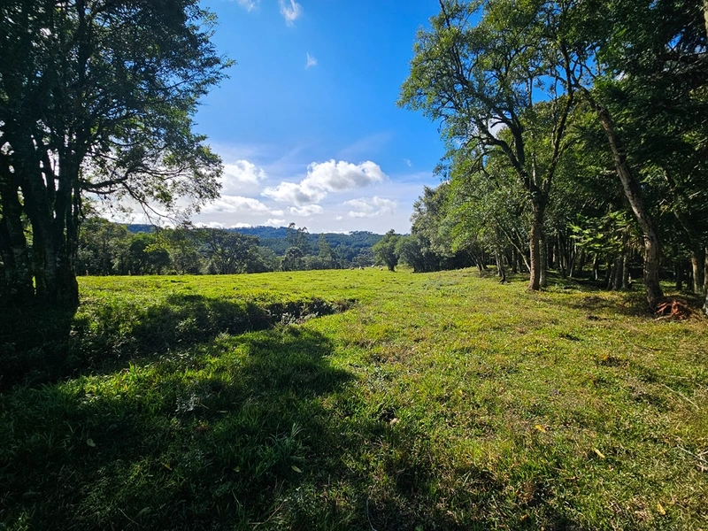 Sítio Localidade Cerro Alto - Palmeira: 12ª foto da galeria de imagens do imóvel