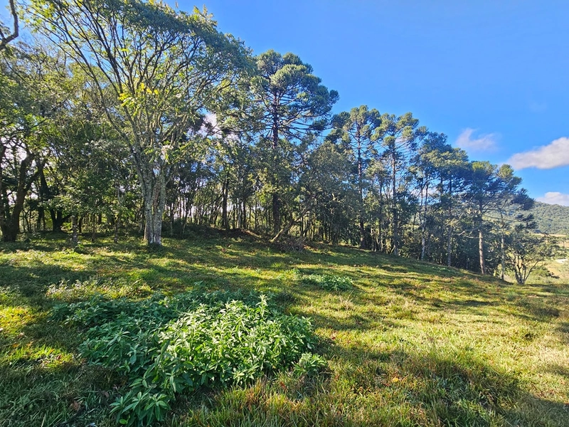 Sítio Localidade Cerro Alto - Palmeira: 15ª foto da galeria de imagens do imóvel