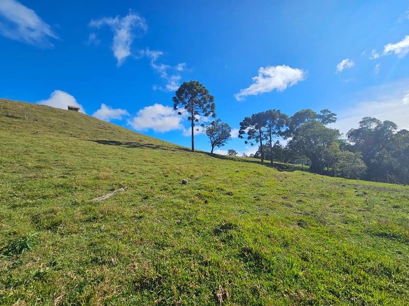 Sítio Localidade Cerro Alto - Palmeira: 13ª foto da galeria de imagens do imóvel