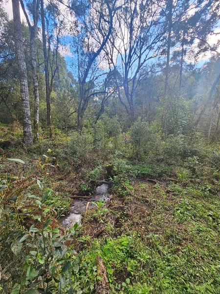 Chácara na Localidade Boa Parada em São José do Cerrito: 6ª foto da galeria de imagens do imóvel