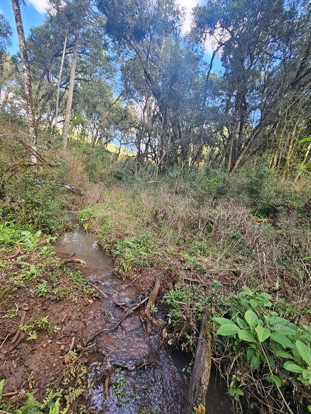 Chácara na Localidade Boa Parada em São José do Cerrito: 5ª foto da galeria de imagens do imóvel