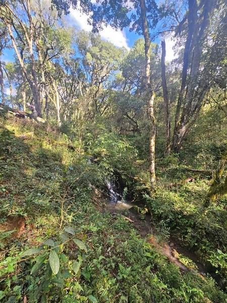 Chácara na Localidade Boa Parada em São José do Cerrito: 7ª foto da galeria de imagens do imóvel