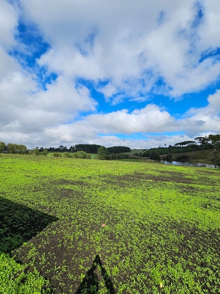 Sítio SC-114 Otacílio Costa : 30ª foto da galeria de imagens do imóvel