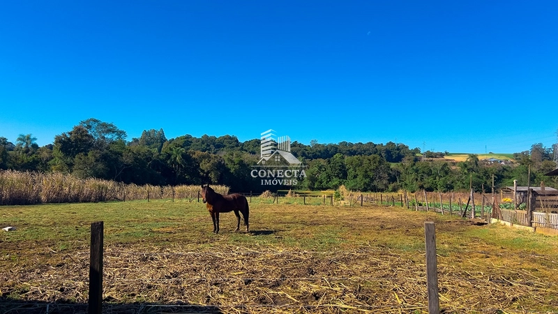 Sítio com Casa de Alvenaria à Venda em Santa Rosa/RS: 14ª foto da galeria de imagens do imóvel