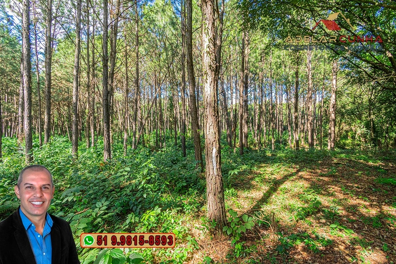 Terreno de 1.3 ha com frente para RS-115 à Venda em Igrejinha - RS: 11ª foto da galeria de imagens do imóvel