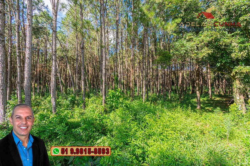 Terreno de 1.3 ha com frente para RS-115 à Venda em Igrejinha - RS: 14ª foto da galeria de imagens do imóvel