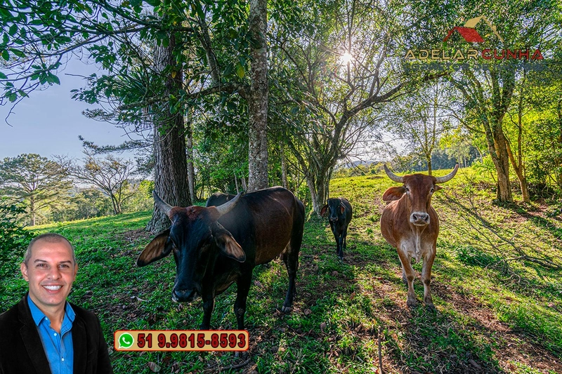 Sítio de 5 hectares à VENDA Igrejinha - RS.: 3ª foto da galeria de imagens do imóvel