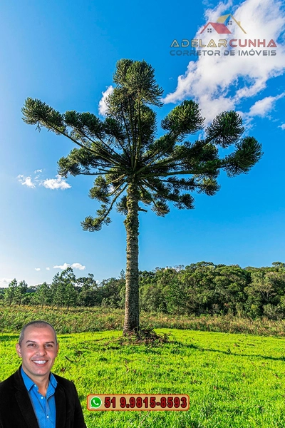 Sítio À VENDA em Serra Grande, Gramado – Três Coroas - RS: 3ª foto da galeria de imagens do imóvel