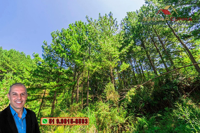 Chácara de 5 hectares com Vista Panorâmica à VENDA Igrejinha - RS: 27ª foto da galeria de imagens do imóvel