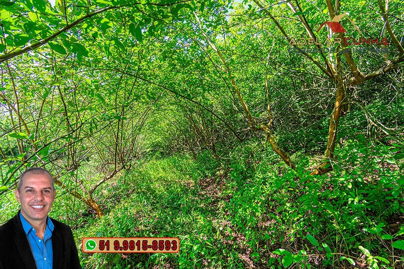 Chácara de 5 hectares com Vista Panorâmica à VENDA Igrejinha - RS: 14ª foto da galeria de imagens do imóvel