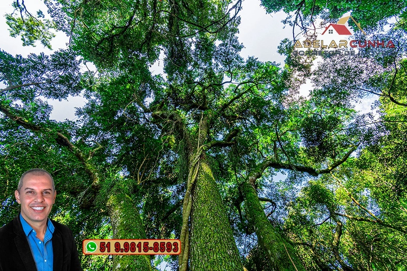 Chácara com Casa à Venda em Igrejinha – RS : 94ª foto da galeria de imagens do imóvel