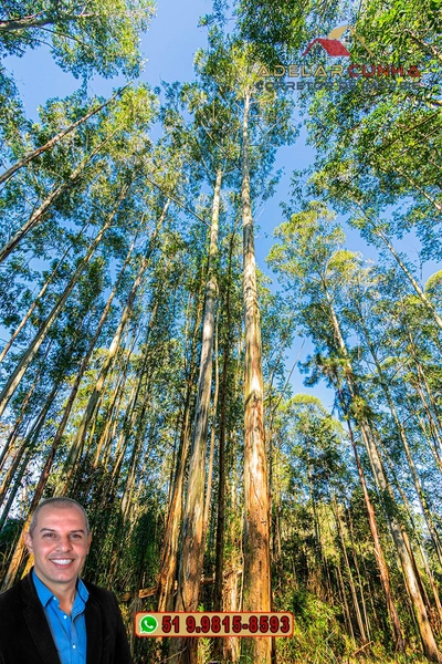 Chácara de 2 hectares à VENDA em Araricá: 12ª foto da galeria de imagens do imóvel