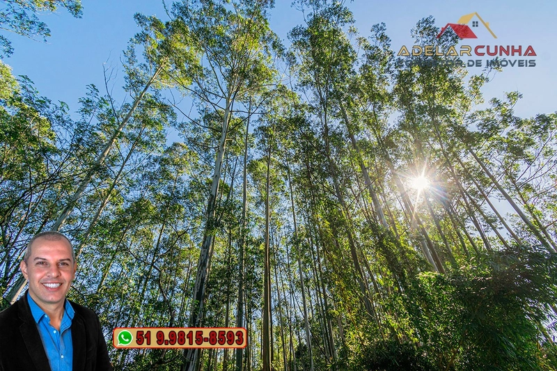 Chácara de 2 hectares à VENDA em Araricá: 14ª foto da galeria de imagens do imóvel