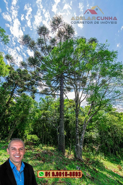 Chácara com 4.4 hectares à Venda em Três Coroas – RS: 98ª foto da galeria de imagens do imóvel