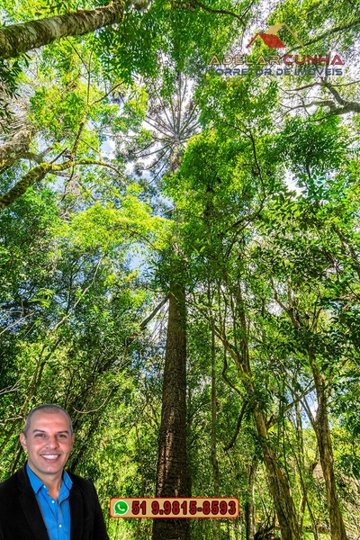 Sítio de 4.5 hectares com um Belíssimo Riacho à VENDA em Três Coroas: 43ª foto da galeria de imagens do imóvel
