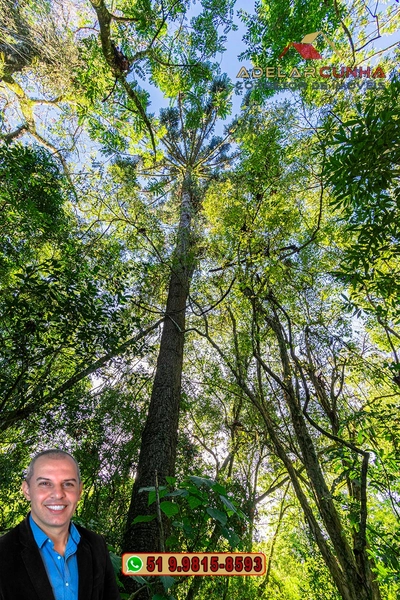 Sítio de 4.5 hectares com um Belíssimo Riacho à VENDA em Três Coroas: 44ª foto da galeria de imagens do imóvel