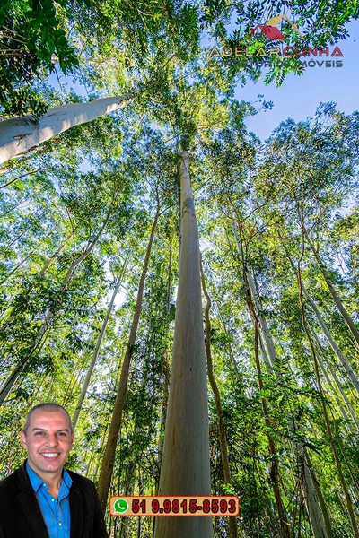Sítio de 10 Hectares à Venda em Parobé – RS : 15ª foto da galeria de imagens do imóvel