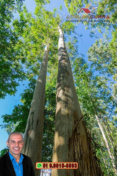 Sítio de 10 Hectares à Venda em Parobé – RS : 9ª foto da galeria de imagens do imóvel