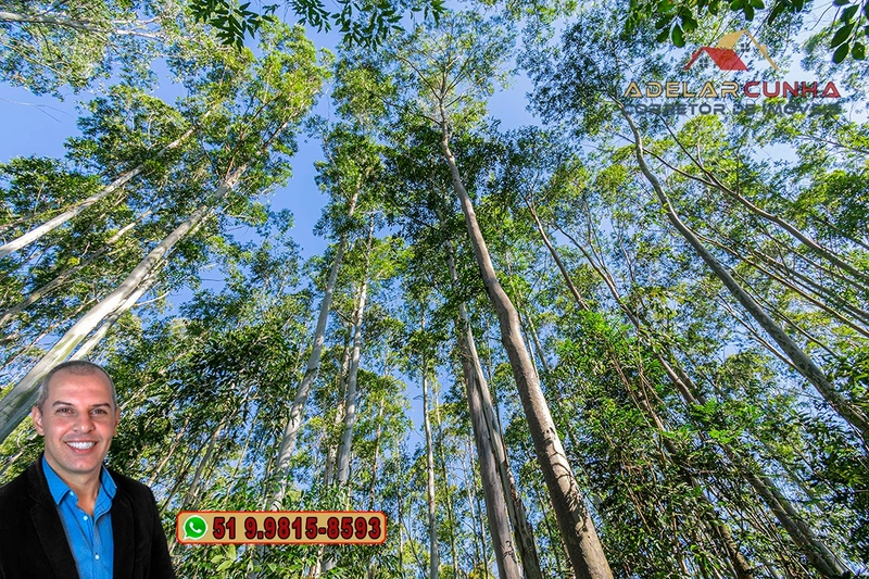 Sítio de 10 Hectares à Venda em Parobé – RS : 12ª foto da galeria de imagens do imóvel