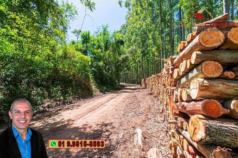 Sítio de 37.7 hectares à Venda em Três Coroas: 15ª foto da galeria de imagens do imóvel