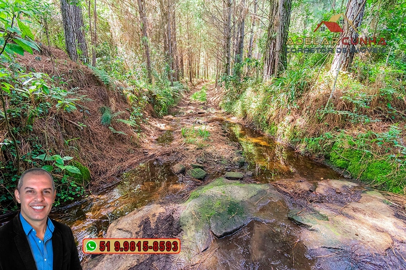 Sítio de 6 hectares à VENDA em Serra Grande - RS: 13ª foto da galeria de imagens do imóvel