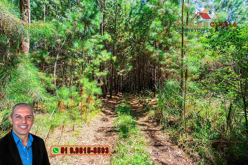 Sítio de 6 hectares à VENDA em Serra Grande - RS: 10ª foto da galeria de imagens do imóvel