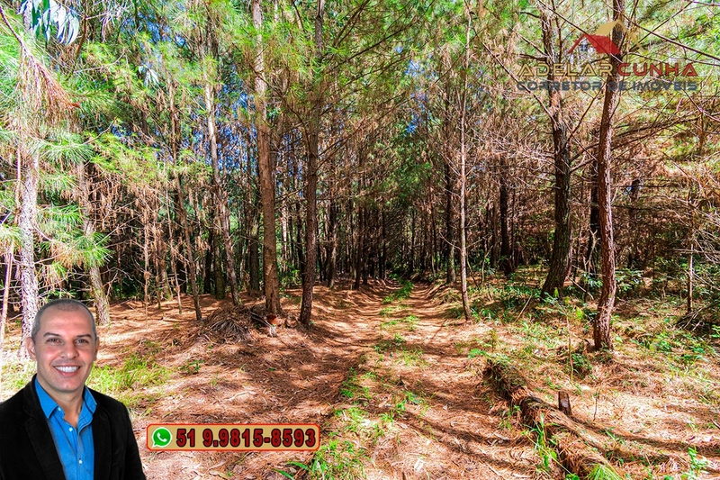Sítio de 6 hectares à VENDA em Serra Grande - RS: 11ª foto da galeria de imagens do imóvel