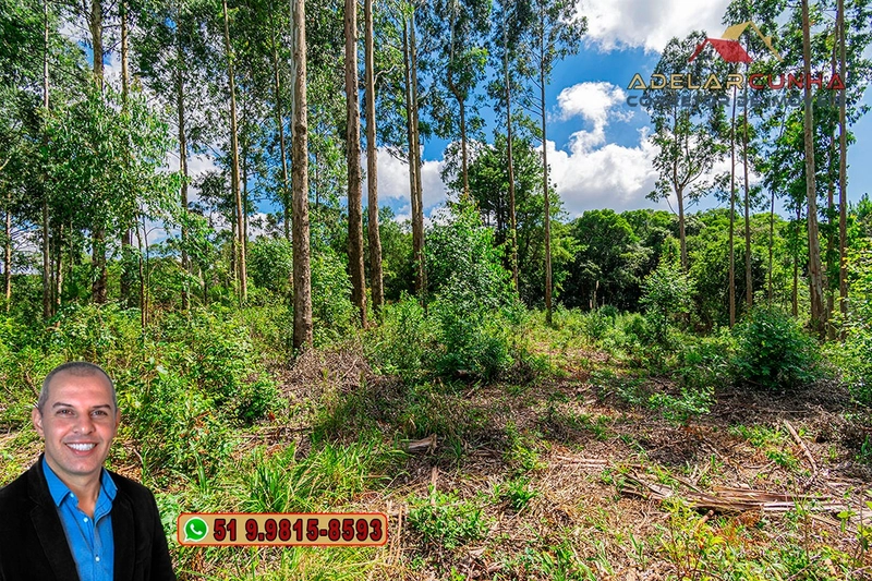 Sítio de 6 hectares à VENDA em Serra Grande - RS: 7ª foto da galeria de imagens do imóvel