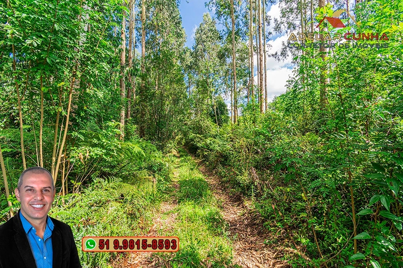 Sítio de 6 hectares à VENDA em Serra Grande - RS: 9ª foto da galeria de imagens do imóvel