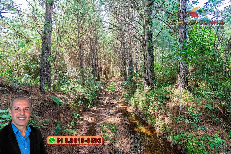 Sítio de 6 hectares à VENDA em Serra Grande - RS: 12ª foto da galeria de imagens do imóvel