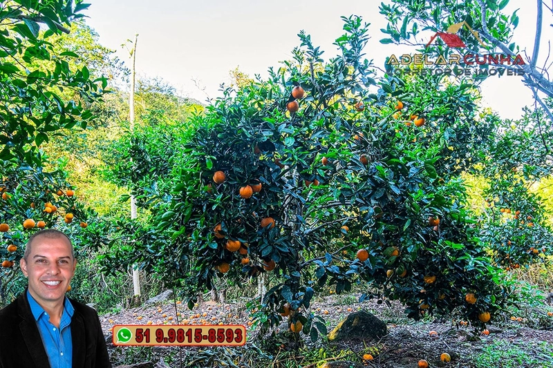 Sítio de 13.5 hectares à VENDA em Igrejinha - RS: 80ª foto da galeria de imagens do imóvel