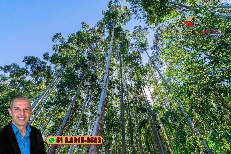 Sítio à Venda em Santo Antônio da Patrulha: 33ª foto da galeria de imagens do imóvel