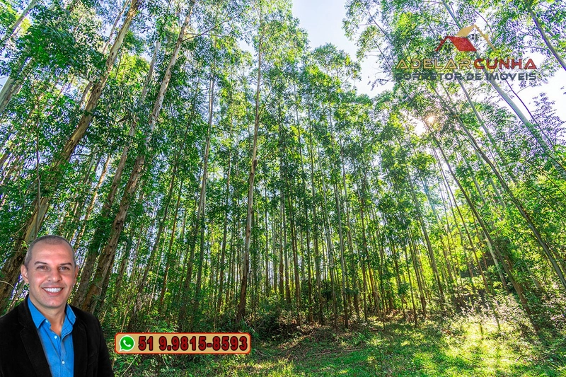 Sítio à Venda em Santo Antônio da Patrulha: 23ª foto da galeria de imagens do imóvel