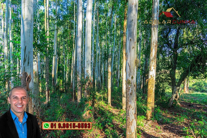 Sítio à Venda em Santo Antônio da Patrulha: 12ª foto da galeria de imagens do imóvel