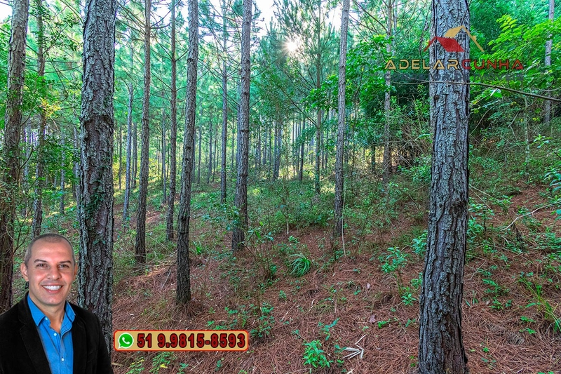 Sítio à Venda em Santo Antônio da Patrulha: 18ª foto da galeria de imagens do imóvel