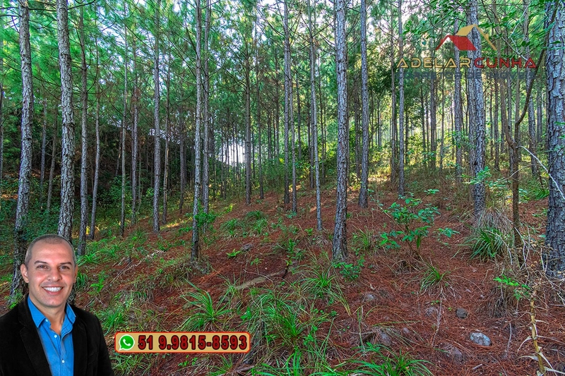 Sítio à Venda em Santo Antônio da Patrulha: 16ª foto da galeria de imagens do imóvel