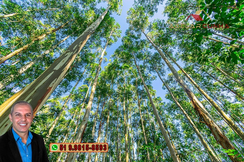 Sítio à Venda em Santo Antônio da Patrulha: 24ª foto da galeria de imagens do imóvel