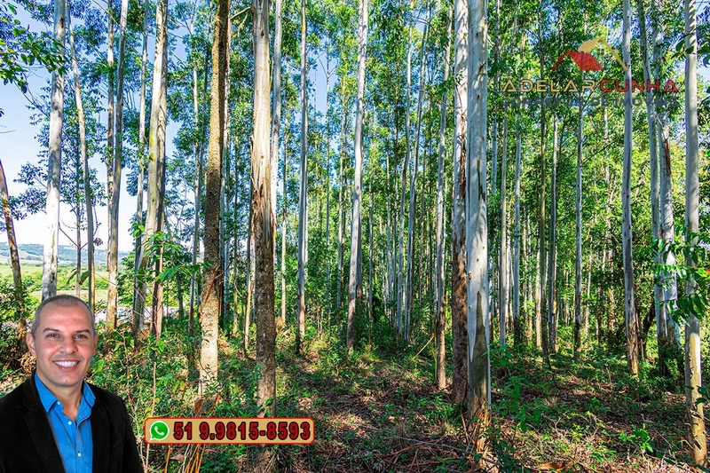 Sítio à Venda em Santo Antônio da Patrulha: 13ª foto da galeria de imagens do imóvel