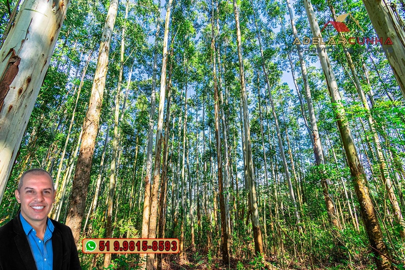 Sítio à Venda em Santo Antônio da Patrulha: 26ª foto da galeria de imagens do imóvel