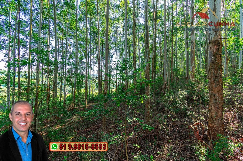 Sítio à Venda em Santo Antônio da Patrulha: 20ª foto da galeria de imagens do imóvel