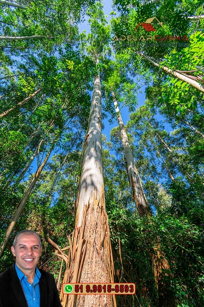 Sítio à Venda em Santo Antônio da Patrulha: 11ª foto da galeria de imagens do imóvel