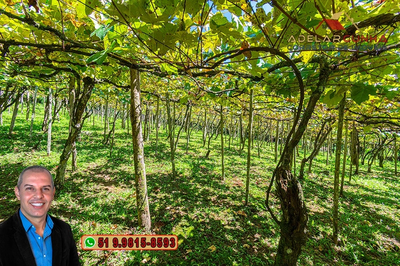 Sítio 5.8 hectares à VENDA em Gramado - RS: 26ª foto da galeria de imagens do imóvel