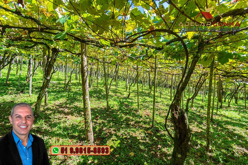 Sítio 5.8 hectares à VENDA em Gramado - RS: 5ª foto da galeria de imagens do imóvel
