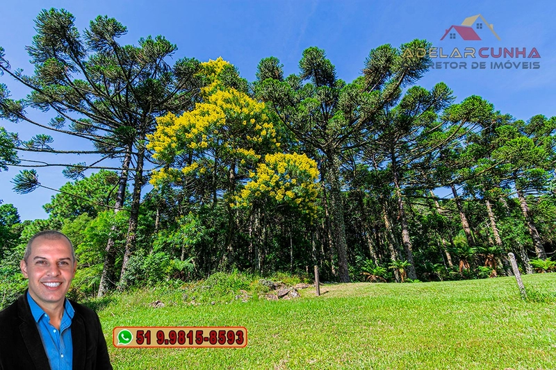 Sítio de 21 hectares à VENDA em Serra Grande - RS: 15ª foto da galeria de imagens do imóvel